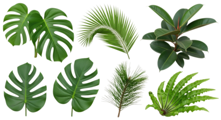 Various tropical green leaves gathered in a natural arrangement cutout isolated on transparent bg, png