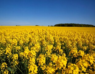 Vast field of bright yellow flowers under a clear blue sky
