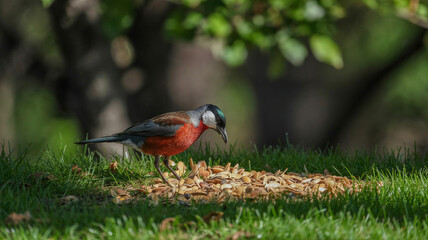 A bird pecks at seeds on cut grass