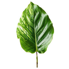 A single, large, green leaf with prominent veins and light green variegation isolated on a transparent background. background removed