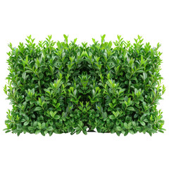Obraz premium A lush, vibrant green hedge of boxwood, perfect for landscaping or design projects. background removed