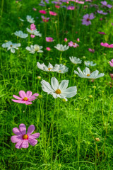 Beautiful pink cosmos flowers blooming in garden,spring season.