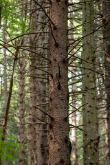 woods and forests in Europe, tall trees in the mountains