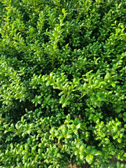 This is a close-up of a poplar leaf.