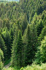 woods and forests in Europe, tall trees in the mountains