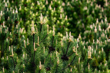 woods and forests in Europe, tall trees in the mountains