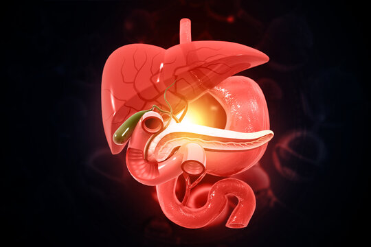 Human liver anatomy, digestive system, Liver and Gallbladder, pancreas. 3d illustration