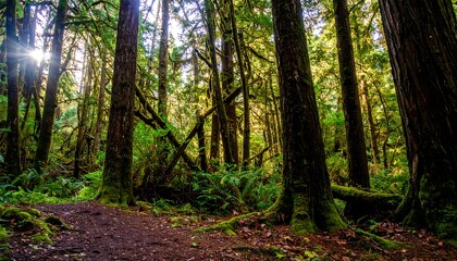 Obraz premium Lush forest floor bathed in sunlight