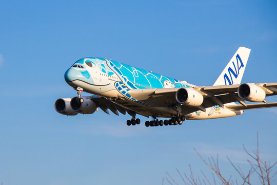 Chiba, Japan - Nov 19th, 2024: ANA - All Nippon Airways Airbus 380 approaching Narita International Airport