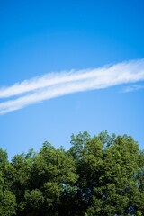 Obraz premium Dense green tree crowns in an outdoor landscape