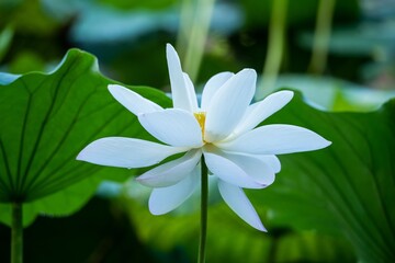 White lotus flower with green leaves