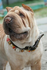 Sharpei in a necklace. photo