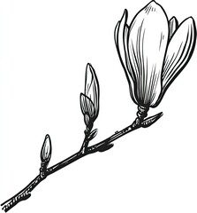 Black and white magnolia branch with blossoms and buds
