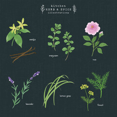 キッチンハーブとスパイスの水彩イラスト-4（背景 紺）
