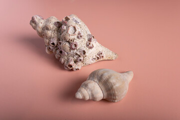 A close-up shot of two seashells placed on a warm peach background. 