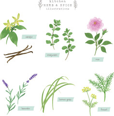 キッチンハーブとスパイスの水彩イラスト-4
