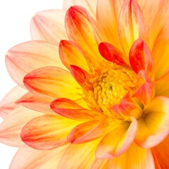 Fototapeta premium Close-up Dahlia blossom