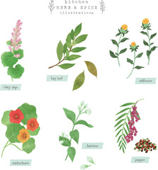 キッチンハーブとスパイスの水彩イラスト-6
