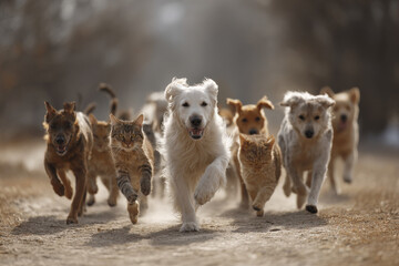 Naklejka premium playful scene of cats and dogs enjoying sunny day in park chasing each other and playing with toys