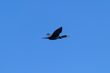 A Double Crested Cormorant in Flight at Pointe Pelee National Park, near Leamington, Ontario, Canada.