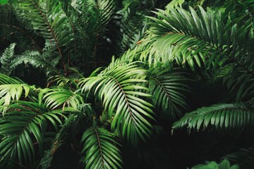 Lush tropical foliage, vibrant green leaves