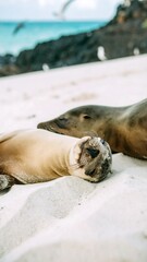Fototapeta premium Two playful sea lions on a beach