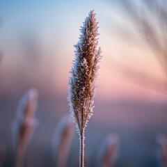 Fototapeta premium close up of dry grass