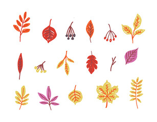 Collection of hand drawn autumn leaves and berries. Autumn botanical illustration set. Fall foliage and nature concept.