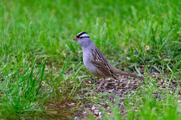 A White-Crowned Sparrow in our front yard at Linden, Michigan.