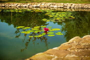 Blooming pink lotus and green leaves around