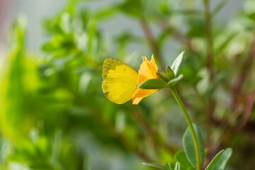 A yellow macro butterfly is buzzing around a flower,Beautiful butterfly on a daisy flower in nature outdoors close up macro in spring or summer.