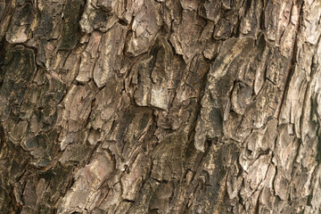 Macro tree bark texture,Close Up of Bark on Tree Stump. Old tree. many years old. carbon sink. close up of bark. macro photography. multi use. blog. article. background or backdrop. sunlight on bark. 