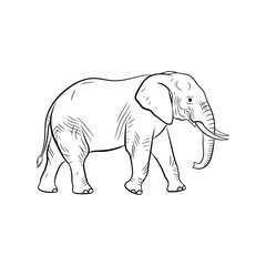 Obraz premium A captivating sketch of an elephant: its body structure, huge tusks, and delicate lines give this image a special status.