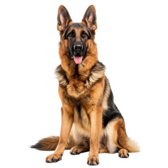 Majestic German Shepherd sitting proudly against a plain background, showcasing its strong build and friendly demeanor