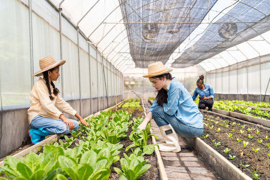 Happy teenage girl teamwork learn to growing plant in greenhouse garden. Young farmer caring organic vegetables seedling in agriculture farm. Student learn organic farming for sustainable living. - Powered by Adobe