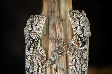 Portraits de Lézards à collerette  juvéniles face à face sur une branche dans un terrarium...