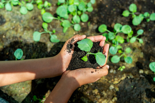 Woman hands holding organic vegetable seedlings. Young farmer learn organic farming for sustainable living in agriculture farm. School student growing and caring plant in greenhouse garden. - Powered by Adobe
