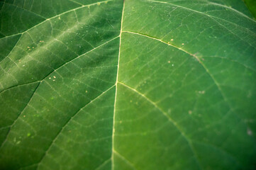 A close up of a green plant