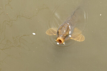 A fish swimming gracefully in the water