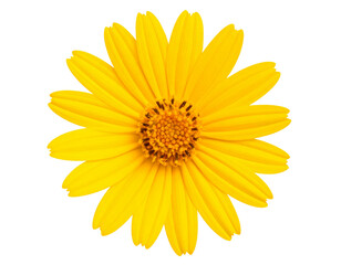Arnica Flower Isolated on Transparent Background, High-Quality PNG