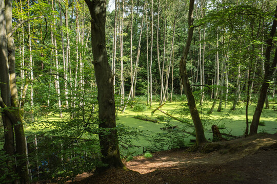 Idyllic Briese valley with its enchanting forests and views of the river Briese &ndash; hiking around Birkenwerder