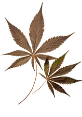 PNG Real Pressed a cannabis leafs plant paper herb.