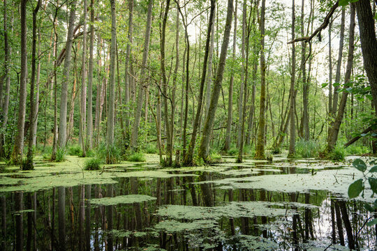 Idyllic Briese valley with its enchanting forests and views of the river Briese &ndash; hiking around Birkenwerder