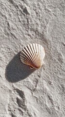 Beautiful scallop shell resting on soft sandy beach during bright sunny day