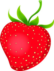 vector illustration of strawberry