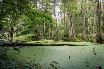 Idyllic Briese valley with its enchanting forests and views of the river Briese – hiking around Birkenwerder
