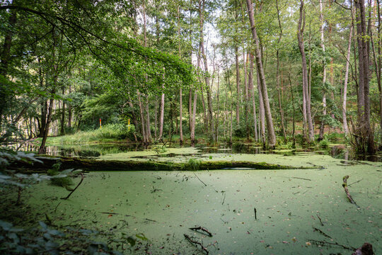 Idyllic Briese valley with its enchanting forests and views of the river Briese &ndash; hiking around Birkenwerder
