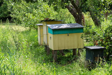 Several wooden beehives, painted in bright colors, are situated among the dense vegetation of a garden. This rural landscape conveys the atmosphere of a warm summer day and traditional beekeeping.