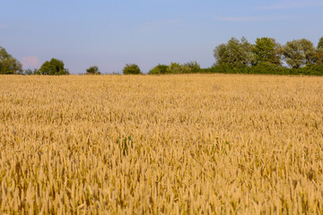 A golden field of ripe wheat stretches to the horizon under a clear blue sky. A summer landscape, full of light and warmth, creates a sense of calm and abundance.