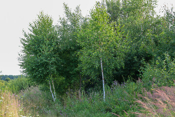 Two slender birches stand out against a backdrop of dense green bushes and tall grass. A summer...